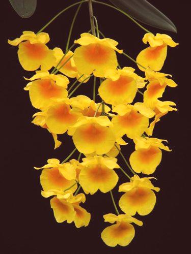 Dendrobium: korak po korak upute za brigu o luksuznom zatvorenom cvijetu