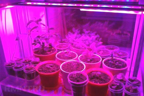 LED diode za biljke, sadnice, cvijeće - sve o fito-svjetlosnoj diodi