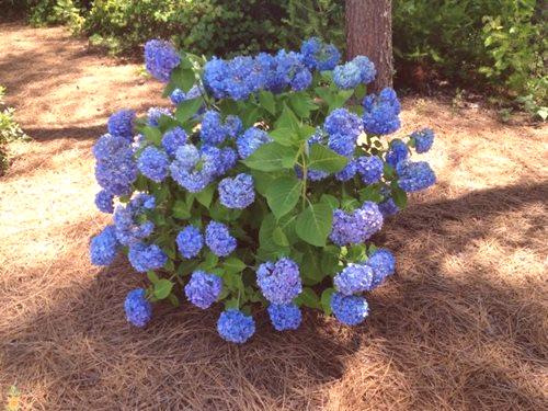 Modra hortenzija, sajenje in nega
