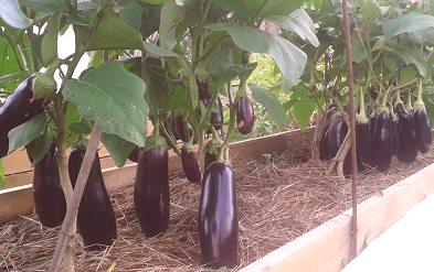 Mi uzgajamo patlidžane i paprike u jednom stakleniku: više od 10 preporuka