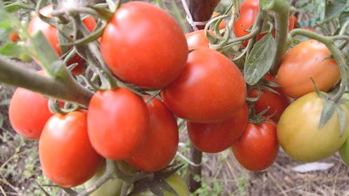 Vrlo ukusna rajčica za Sibir u stakleniku: najbolje sorte