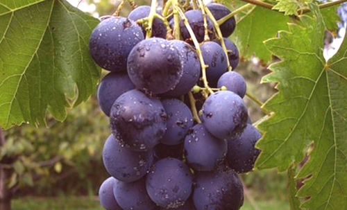 Najboljše sorte grozdja v vaši koči