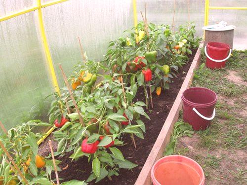 Priporočila: kako saditi papriko v rastlinjaku