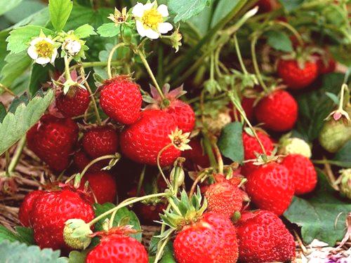 Торове за ягоди през пролетта за увеличаване на реколтата