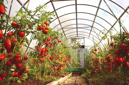 Отглеждане на домати в оранжерия: 10 съвета за начинаещи