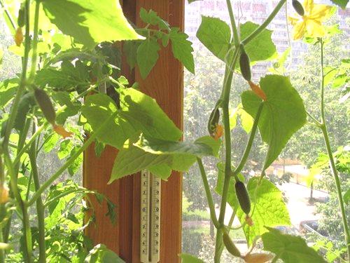 Узгој краставаца на балкону почевши од садница у фазама