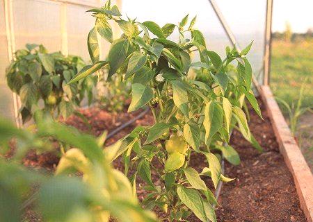 Pravilno gojimo zelenjavo: prelivamo papriko v toplogrednih toplih 10 konic
