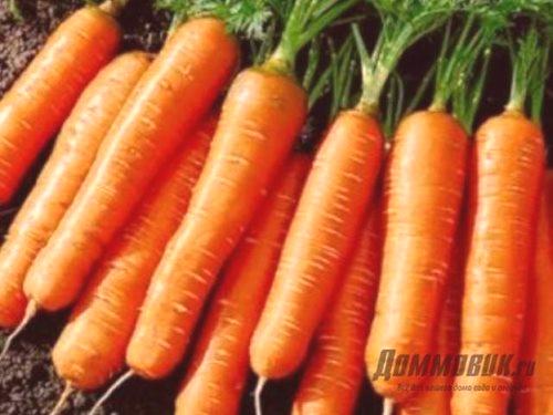 Сортирайте морковите за открита почва: изберете най-доброто