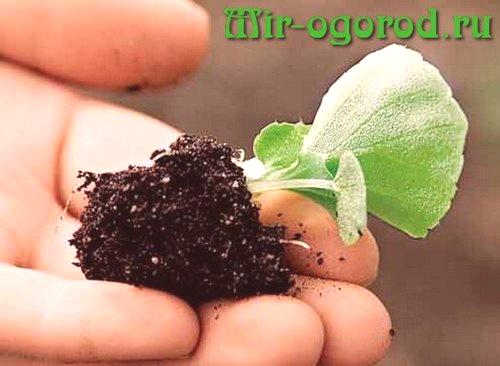 Kako gojiti begonije iz semen doma