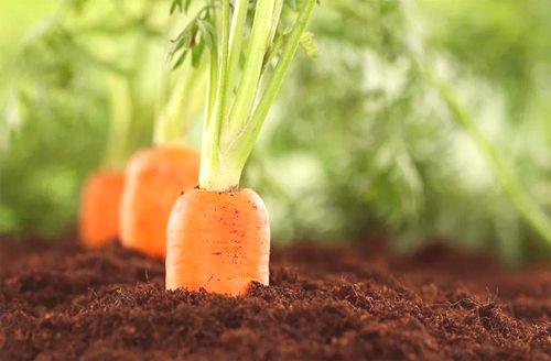 Как да сеете морков, така че да не процъфтяват