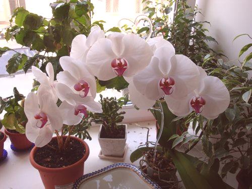 Kako zaliti orhidejo med cvetenjem - tukaj poiščite odgovor!