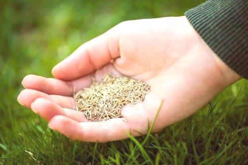 Как да сее тревата на тревата с ръцете си през лятото
