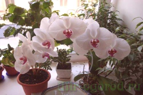 Как да пресадите орхидея фаленопсис в домашно видео