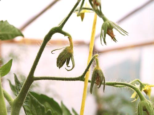 Защо доматите в оранжерийните цветя попадат: 9 причини