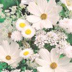Beli cvetovi, običajna vrsta za enobarvni vrt