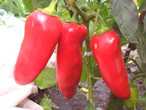 Kaj za krmo paprike za rast