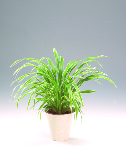 Chlorophytum (73 fotografij): optimalen medij za rast in presaditev priljubljene gredice