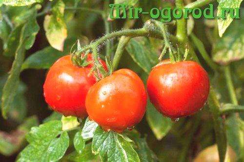 Какво да се хранят домати, така че плодовете са големи и сладки