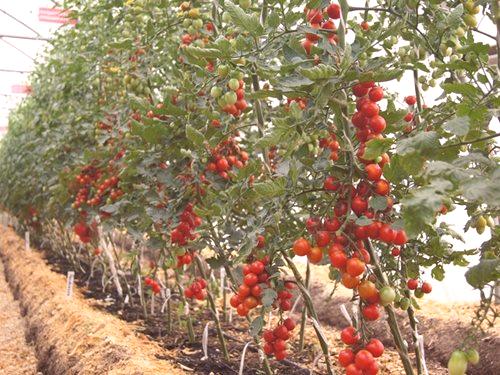 Neodređene vrste rajčica za staklenike: 8 najboljih vrsta