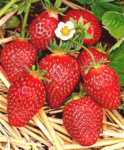 Отглеждане на ягоди в оранжерия през цялата година като бизнес: 3 метода