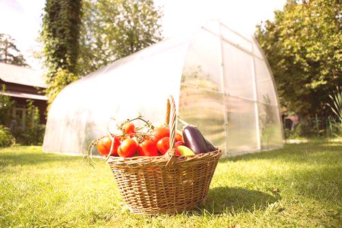 Отглеждане на зеленчуци в оранжерия: 10 пролетни съвета
