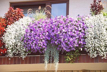 Нежни цветя на балкона: градинарство с растения