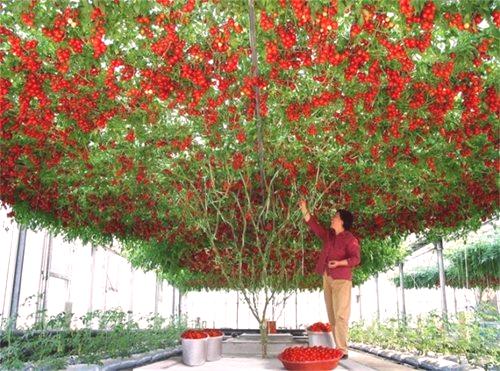 Metoda gojenja drevesnega paradižnika Ciophomander