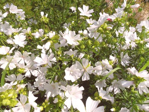 Бели цветя в градината: описание, заглавие и снимка на идеята за красив дизайн