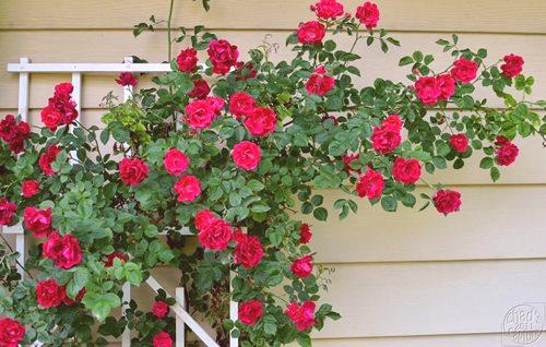 Как да засадим сплетена роза през пролетта