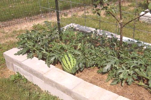 Julia Minyaeva raste lubenice i dinje