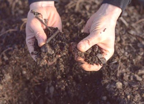 Дезинфекция на почвата в оранжерията - 3 най-добри начина + инструкции!