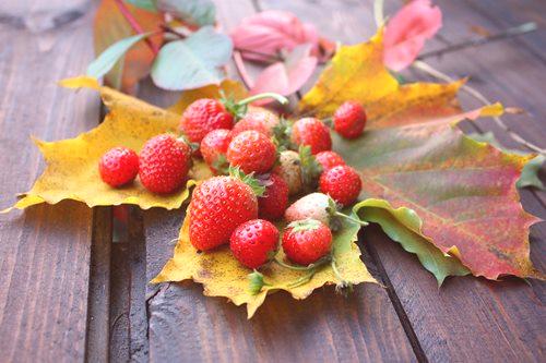 Есенни плодови ягоди