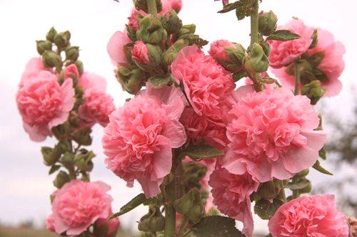 Rose stabljika je dugogodišnja sadnja i brižna fotografija