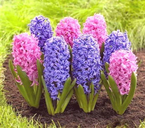 Hyacinth na vrtu sajenje in nego