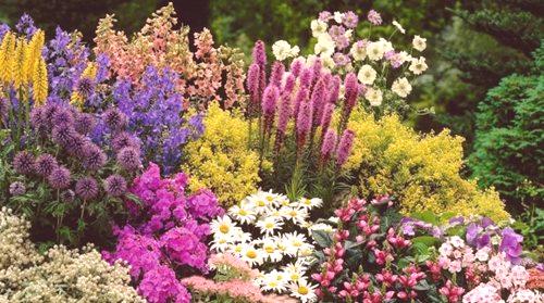 Biljke jesenskog cvijeća (100 fotografija): imena boja i žitarica, koje se često nalaze, kako ukrasiti cvjetnjak s krizantemama