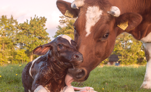 Как да се хранят телета от раждането до три месеца