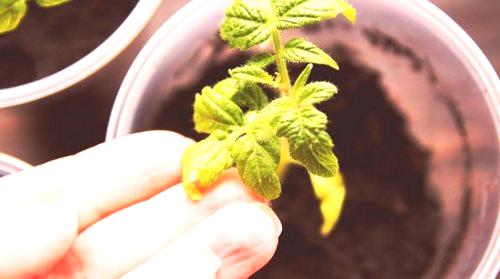 Sadnice Rajčica: Zašto su gornji listovi žuti?