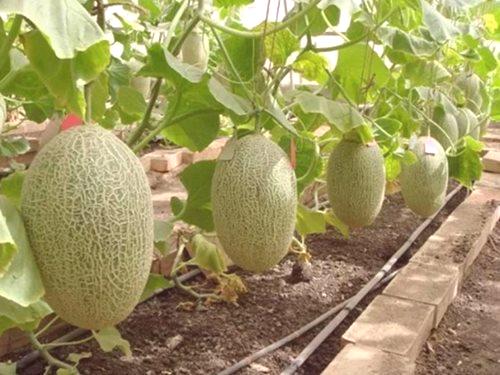 Kaj krme lubenice in melone, da rastejo hitreje
