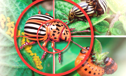 Как да се справим с колорадския бръмбар, да се отървем от колорадския бръмбар