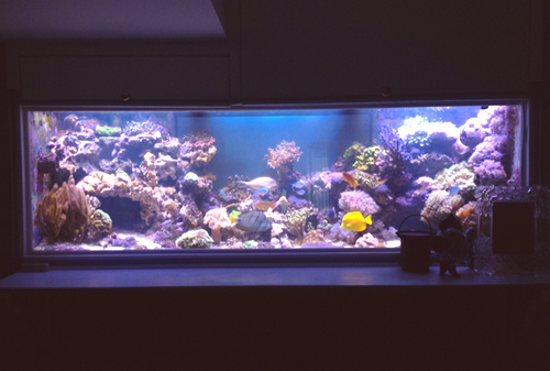 LED osvetlitev akvarija in kako ga pravilno izbrati