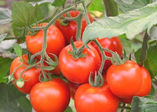 Причините и решението: защо доматите не се изчервяват в оранжерии