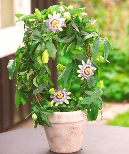 Passionflower: Prednosti korištenja Cvijet za zdravlje (76 fotografija + video) \ t