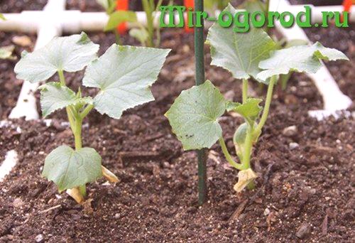 Какво да се хранят краставици през лятото