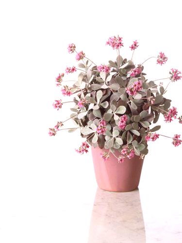 Kalanchoe: kako uzgajati cvijet? 61 fotografije i upute za njegu korak-po-korak