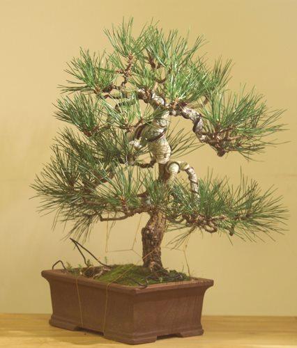 Veliki bonsai: 5 nasvetov za gojenje