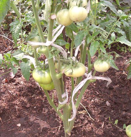 Традиционни домати в оранжерията: отглеждане и образуване на храст