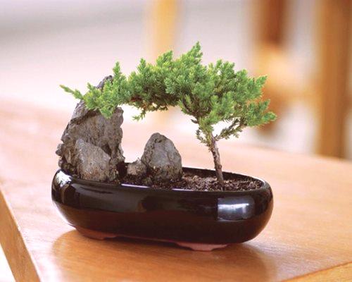 Neobični bonsai vlastitim rukama iz improviziranih materijala