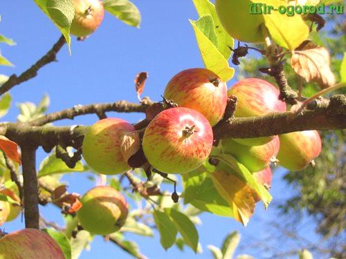 Što hraniti jabuku ljeti