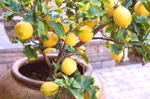 Kako gojijo limone iz kamnov doma?