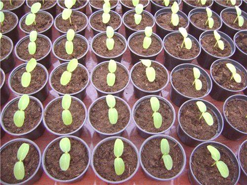 Оптимизирани краставични разсад за оранжерийни разсад: 6 етапа